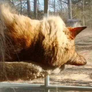 Cat Sunbathing in Window