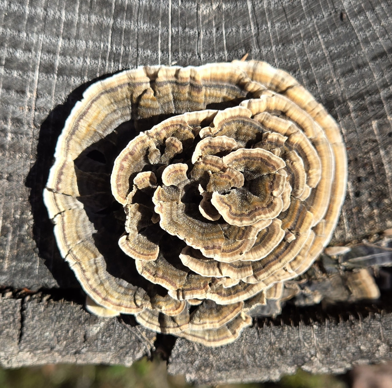 Turkey tail mushroom with concentric rings growing on gray weathered wood surface