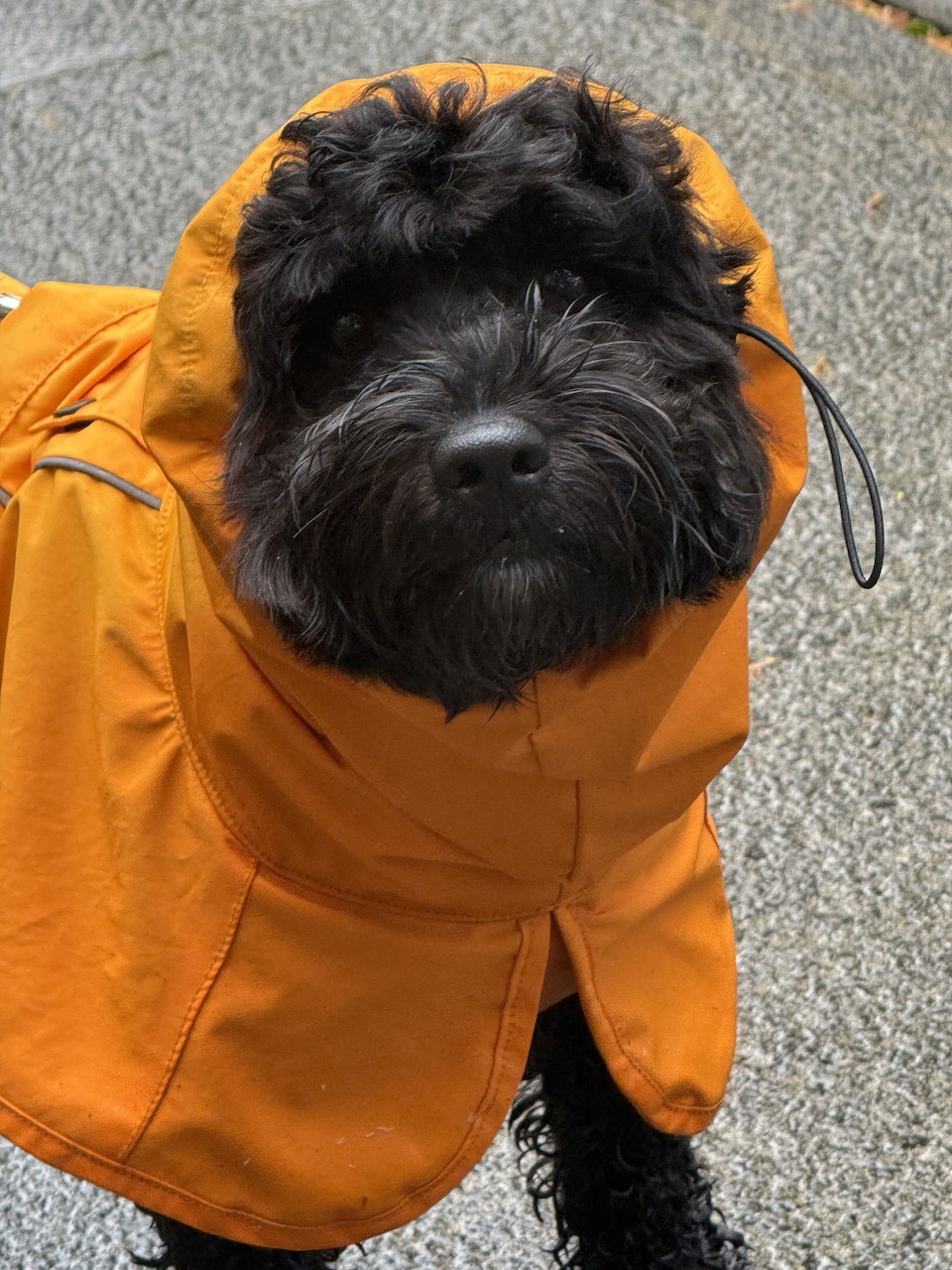 Black dog in an orange raincoat standing on gray pavement