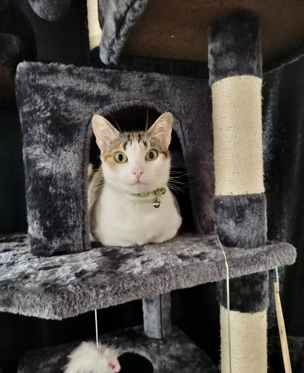 White and tabby cat inside a gray cat tree cubby with scratching posts