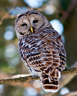 Barred owl with brown and white striped feathers perched on a branch