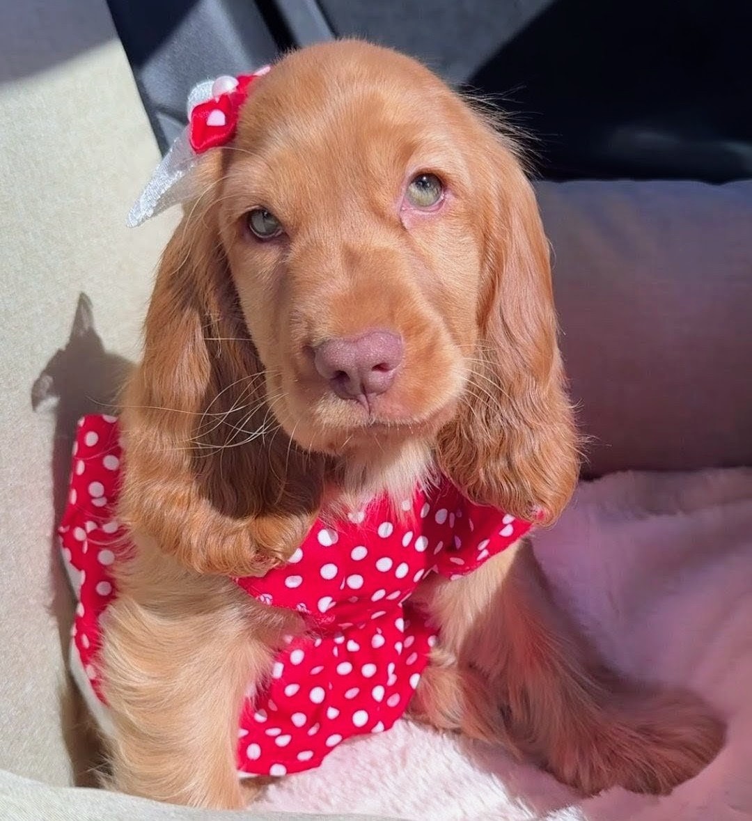 Golden Cocker Spaniel puppy wearing a red polka-dot bow tie and matching hair bow