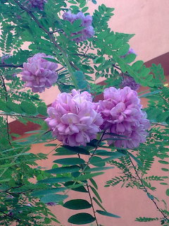 Close-up of purple-pink acacia flower clusters with green compound leaves on pink background