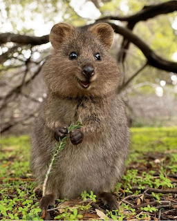 Smiling quokka standing upright holding a small green plant in a woodland setting