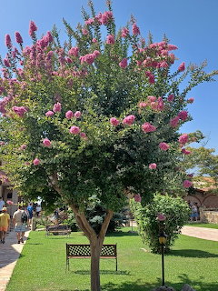 Pink Flowering Tree