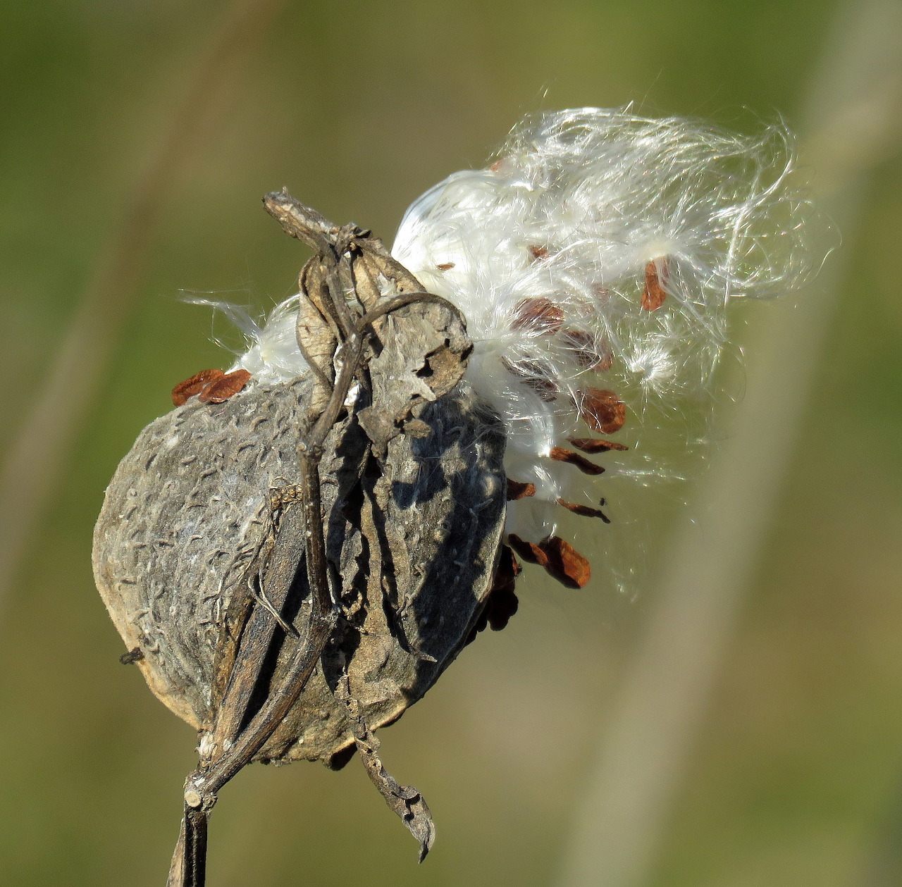 Milkweed Seeds