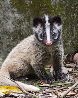 Masked palm civet with black and white facial markings sitting on leaf-covered forest floor