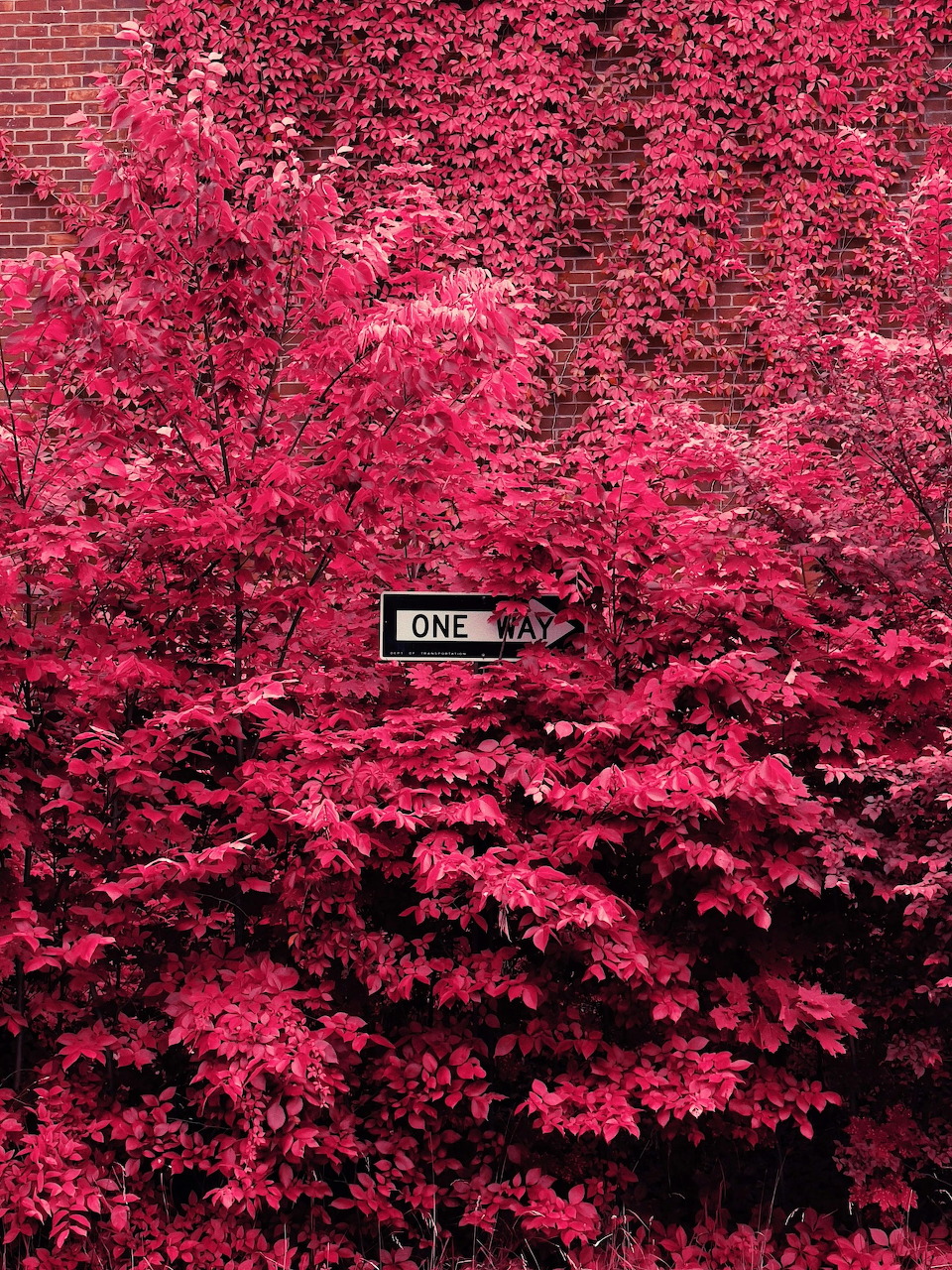 Infrared photo of road surrounded by bright pink trees creating a tunnel effect with one-way sign