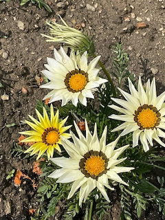Four white and yellow daisy flowers growing from sandy ground
