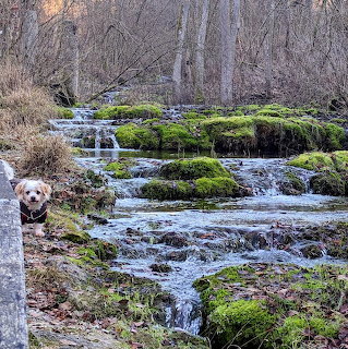 Small dog beside a mossy stream cascading through a leafless forest