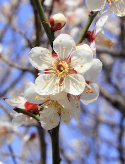 White Plum Blossoms Close-Up