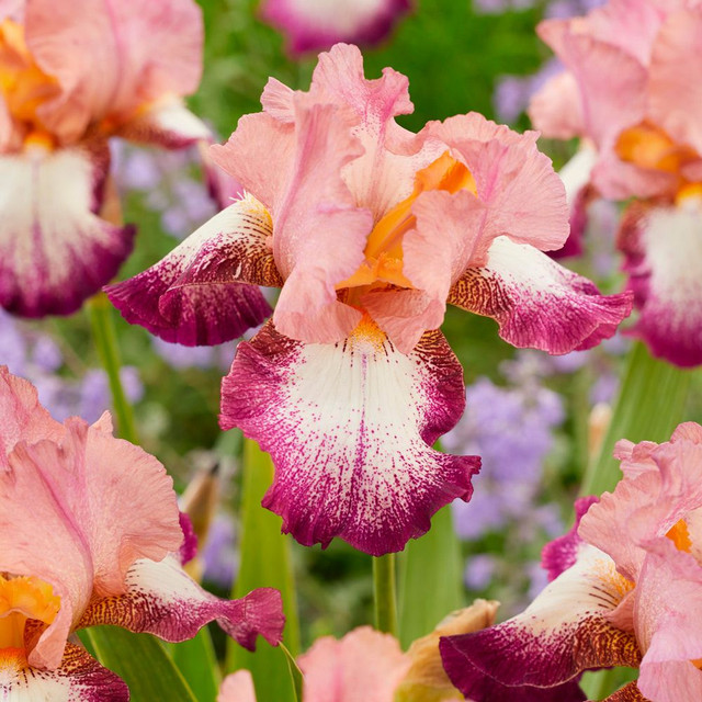 Pink and Purple Bearded Iris