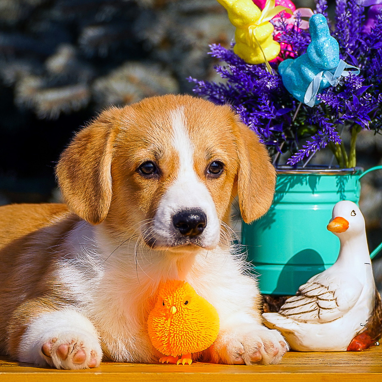 Beagle puppy sitting with rubber duck toy next to turquoise watering can with purple flowers