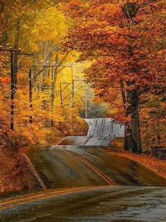 Winding road through colorful autumn trees with golden and orange foliage and power lines