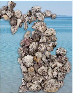 Michigan Petoskey Rocks