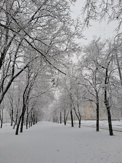 Snow-covered tree-lined path in a winter park with heavy snow on branches and ground