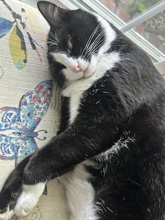 Black and white tuxedo cat resting on floral cushion by window