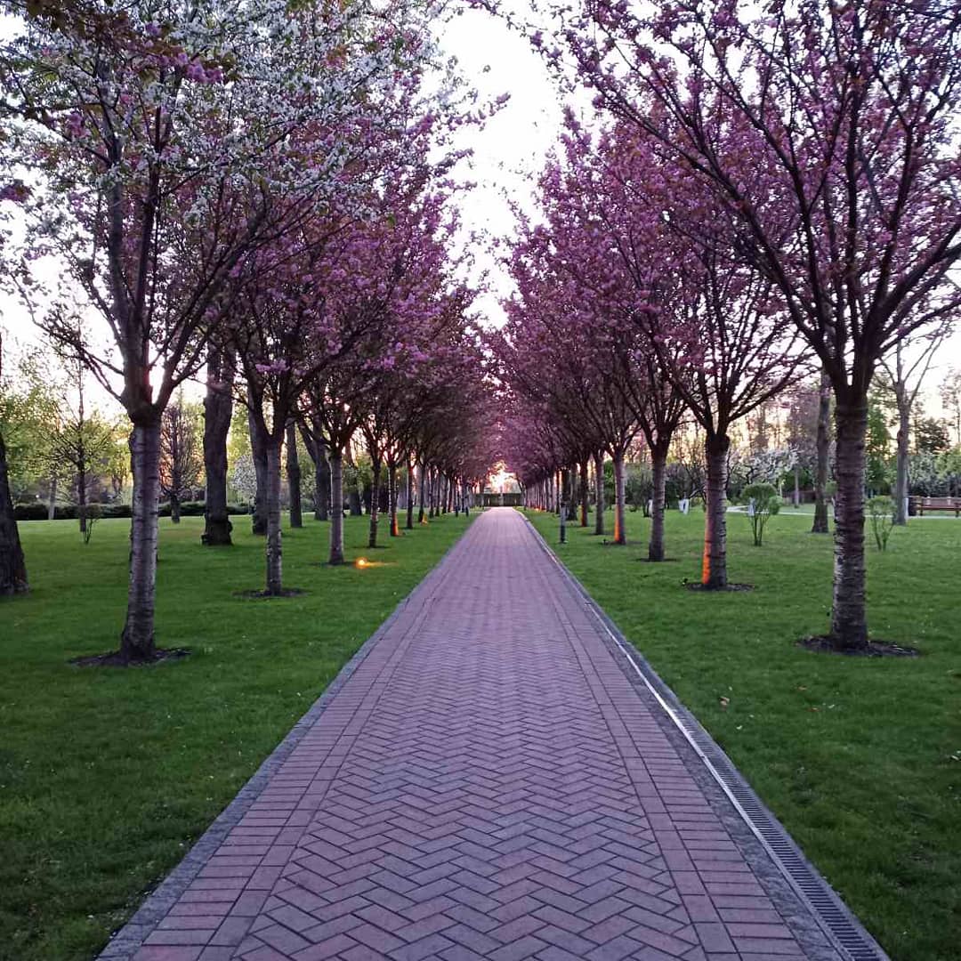 Blossom Tree Path