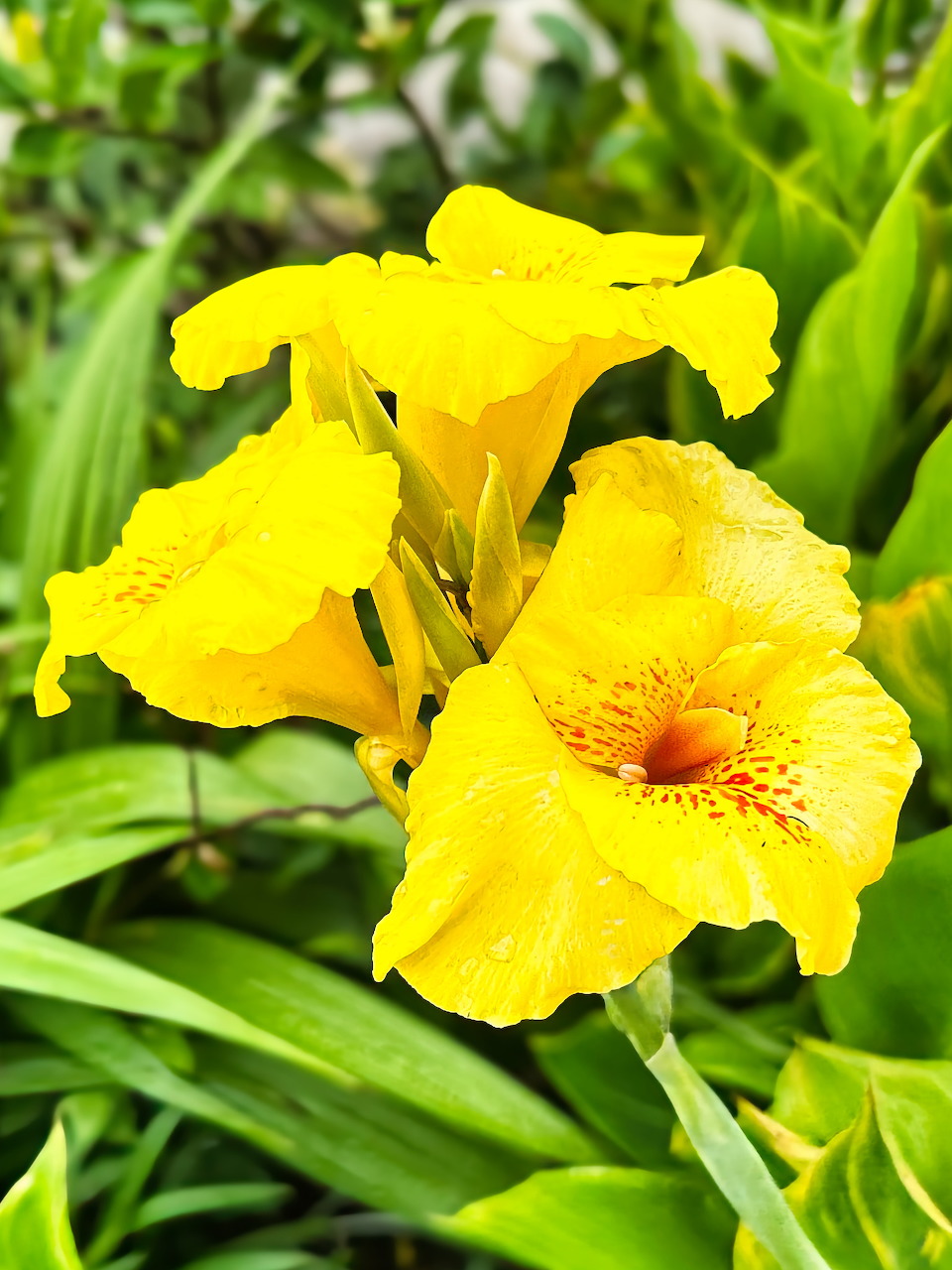 Close-up of bright yellow canna flowers with green leaves