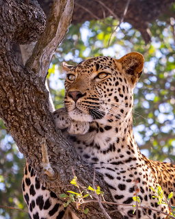 Close-up of a leopard resting against a tree trunk looking upward with golden eyes
