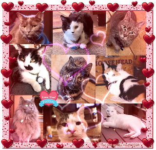 Valentine's Day Cats