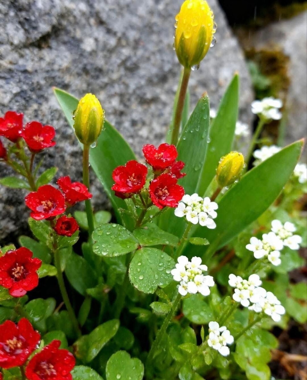 Red, yellow, and white wildflowers with green leaves beside a gray rock