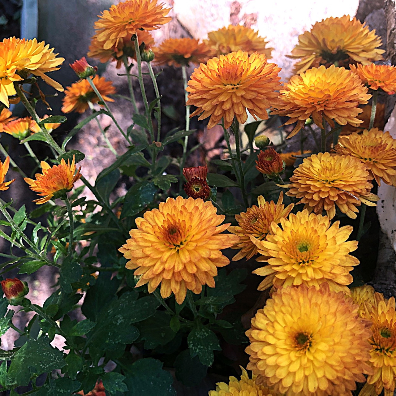 Close-up of yellow chrysanthemum blooms clustered among dark green leaves