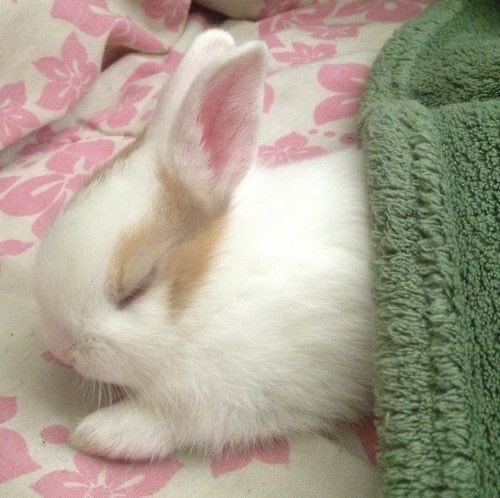 Close-up of a sleeping white and tan baby bunny on a pink blanket next to a green towel