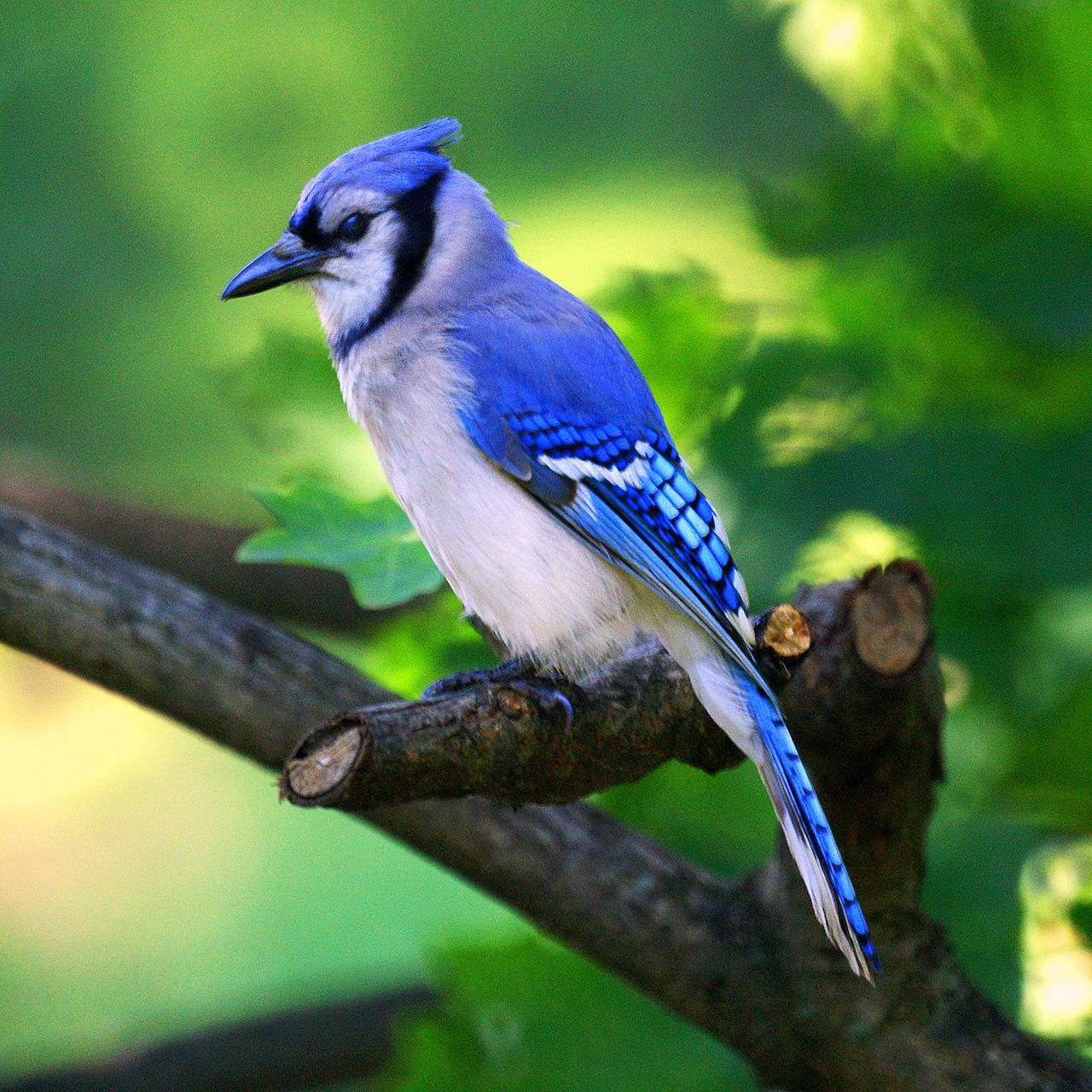 Blue jay with bright blue and white feathers perched on a dark branch with green blurred background