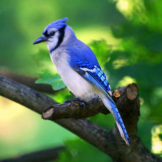 Blue Jay on Branch