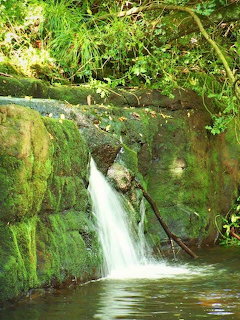 Waterfall cascading over rocks in a green forest at Clare Glens, Ireland
