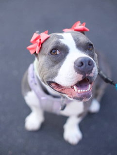 Gray and white dog with pink bows on its ears looking up and smiling
