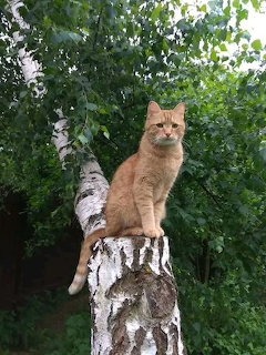 Orange tabby cat sitting on a birch tree stump outdoors with green leaves in background