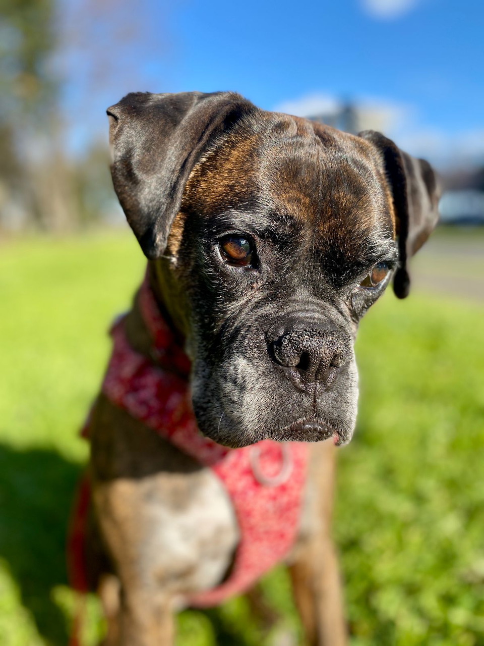 Brindle Boxer dog wearing a red bandana sitting on green grass looking at the camera