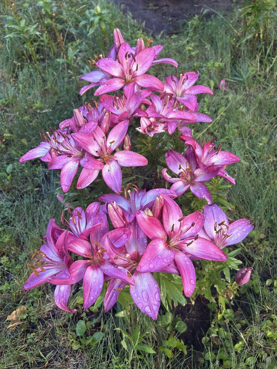 Cluster of pink and purple lily flowers bloming in a garden with green grass background