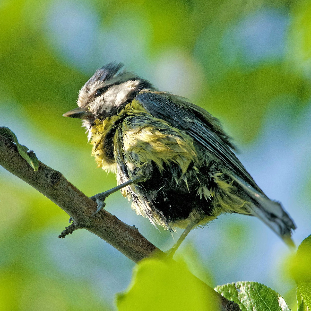 Juvenile Blue Tit