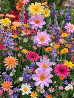 Colorful Garden Flowers