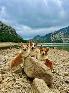 Three Pembroke Welsh Corgis sitting on rocks near a mountain lake with green hills and cloudy sky
