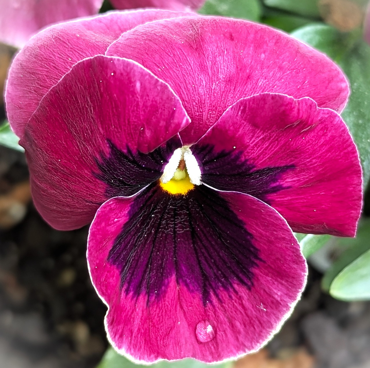 Close-up of a red pansy flower with a dark purple center and green leaves