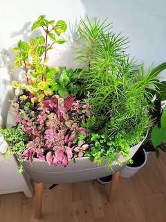 White planter with mixed houseplants featuring green and pink foliage on wooden floor