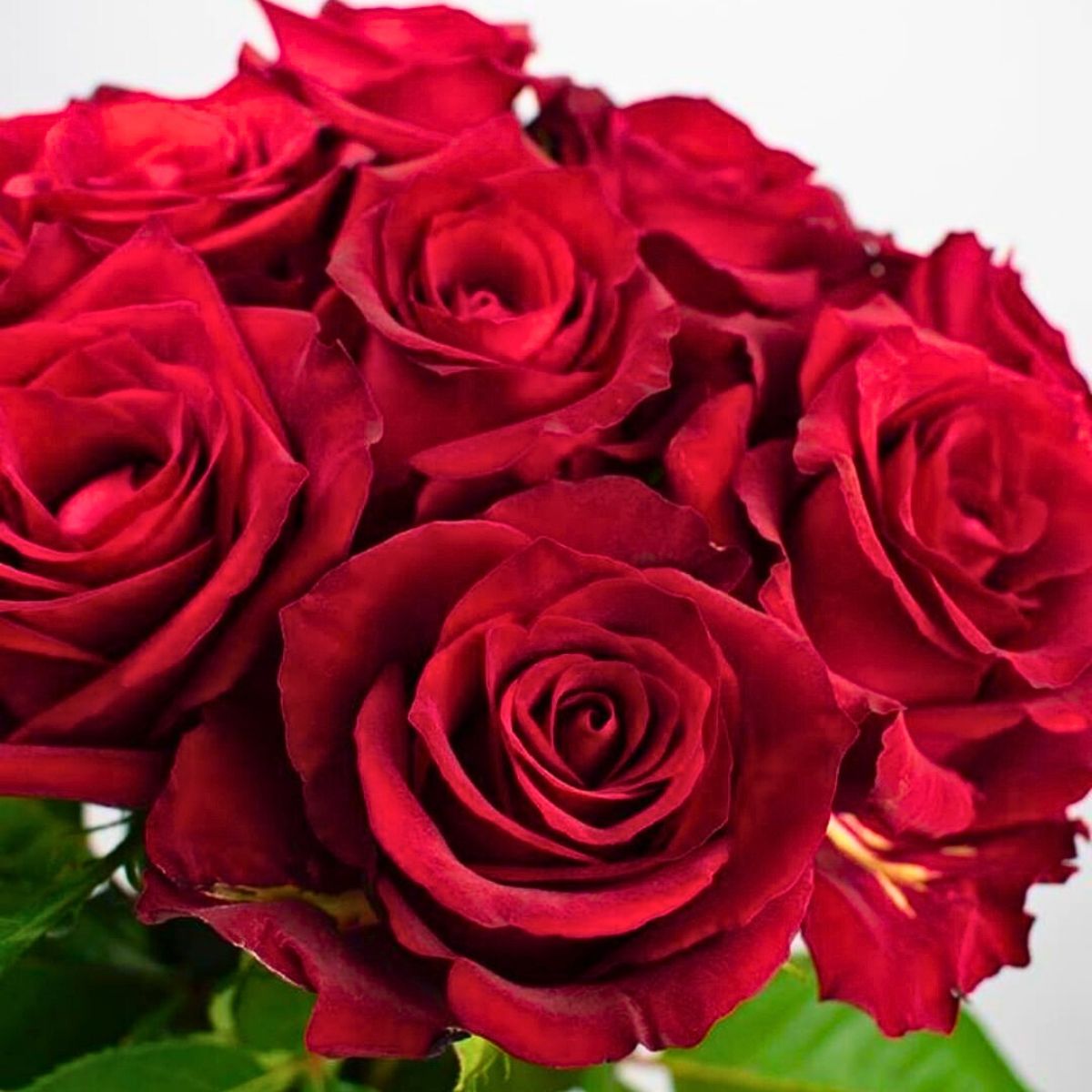 Red Roses