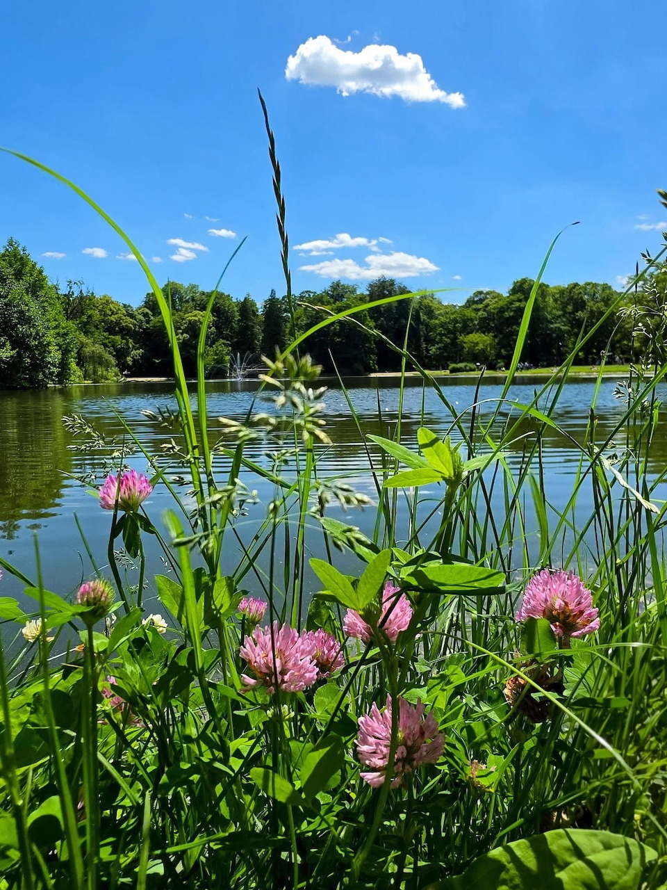 Wrocław Park Lake View