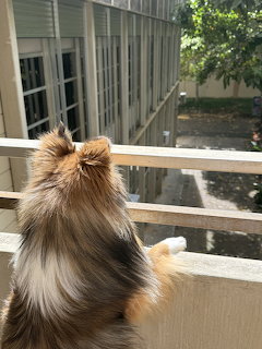 Sheltie dog sitting on white balcony railing viewed from behind, looking at sunny yard
