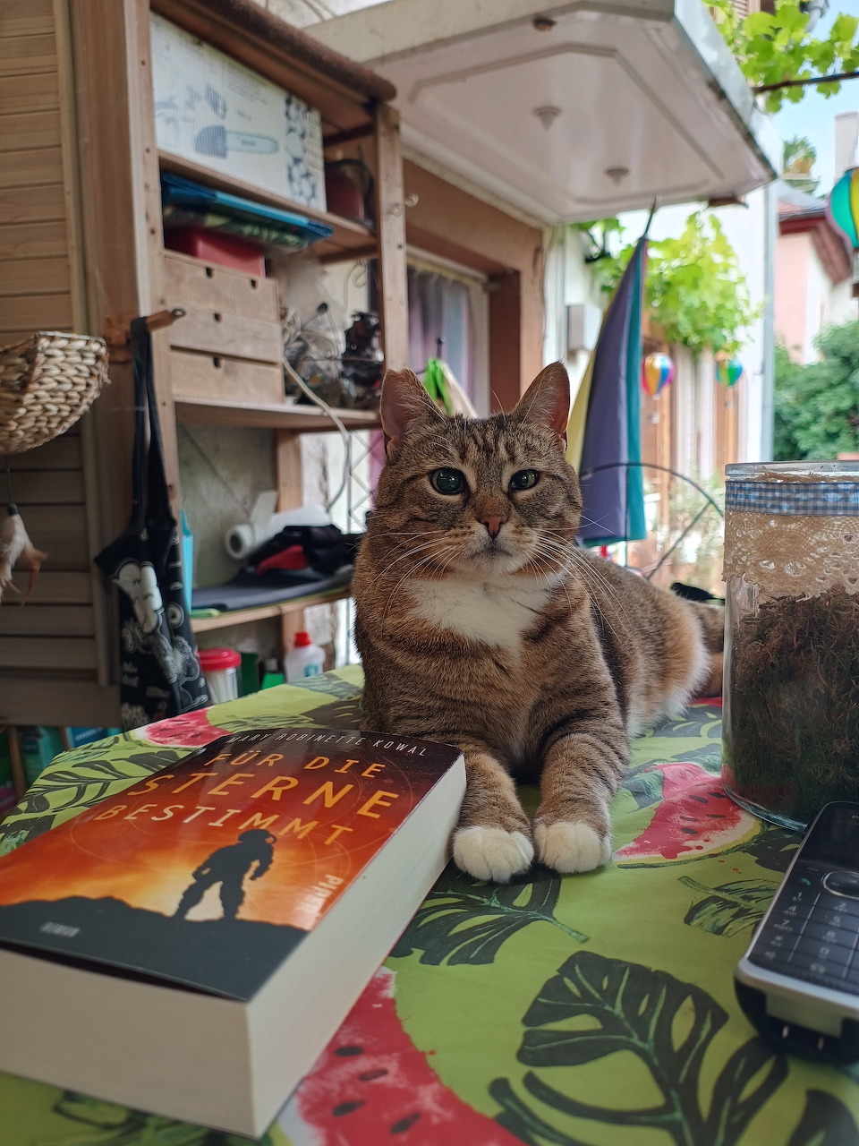 Gray tabby cat sitting on colorful table on covered patio with plants and decor
