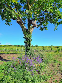Large tree in sunny vineyard with purple flowers and grapevines
