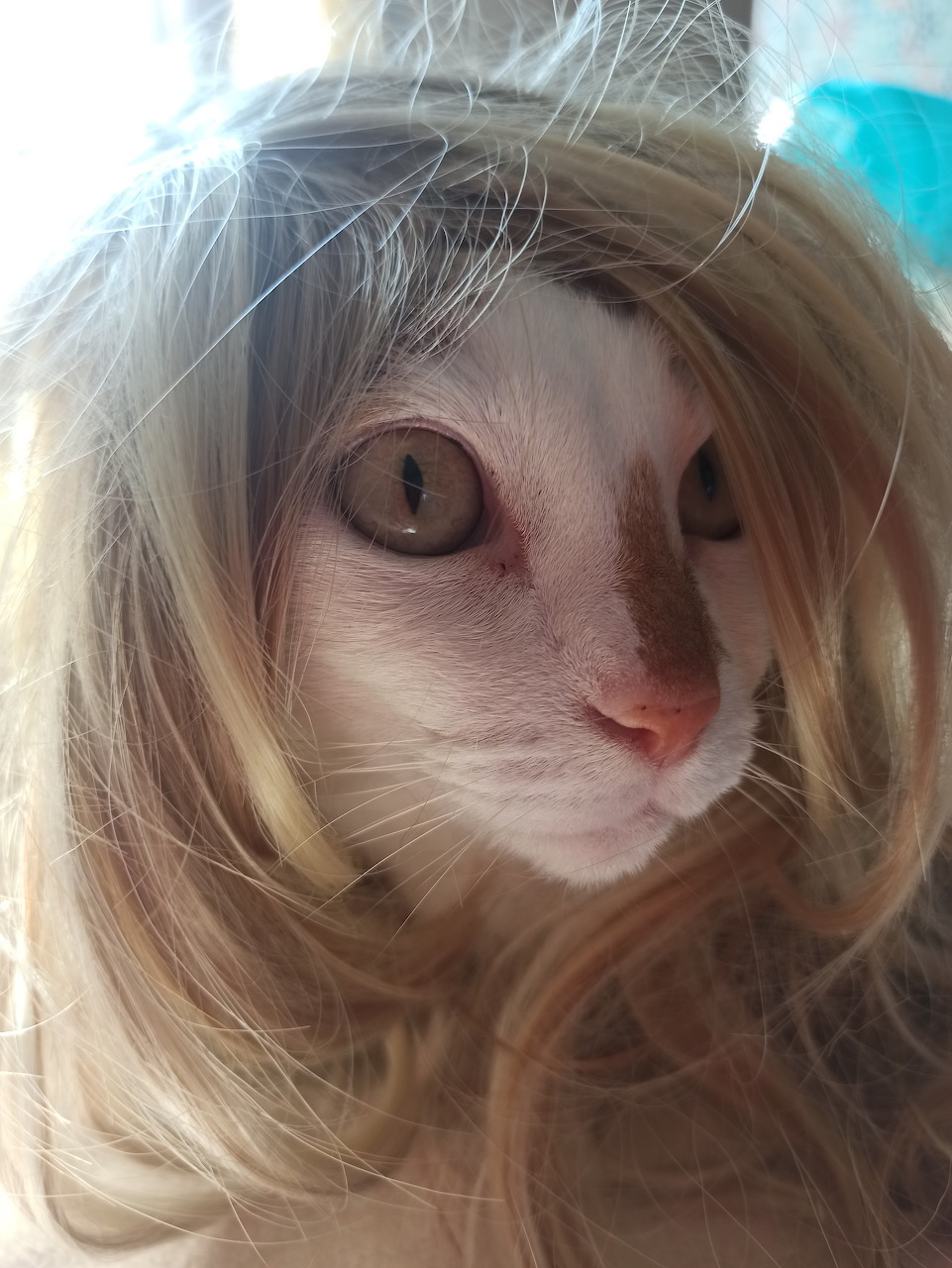 White cat wearing a long blonde wig looking at camera