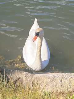 White swan swimming near rocky shore on calm green water, viewed from above
