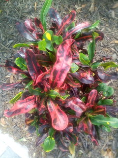 Colorful croton plant with variegated red, green, and pink leaves on mulched ground