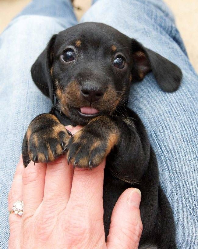 Black and tan dachshund puppy held in hands against blue denim background