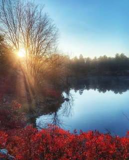 Sunrise over a calm lake with bare trees, red shrubs, and reflections in blue water
